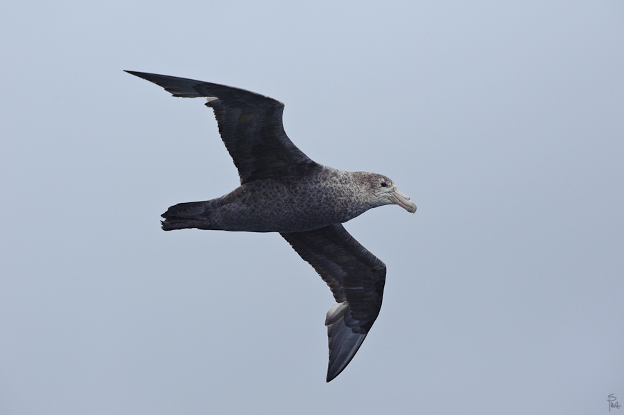 8016, Riesensturmvogel (Southern Giant Petrel)