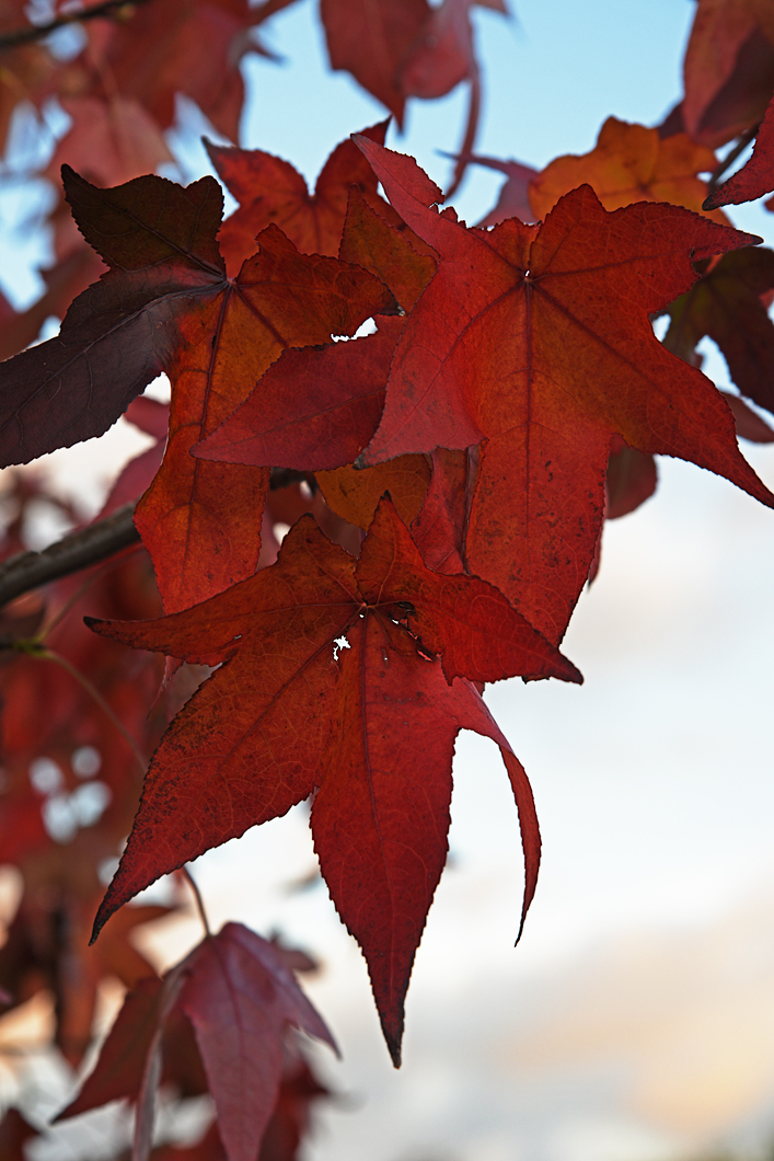 811_4900t20l30fks70p1.jpg