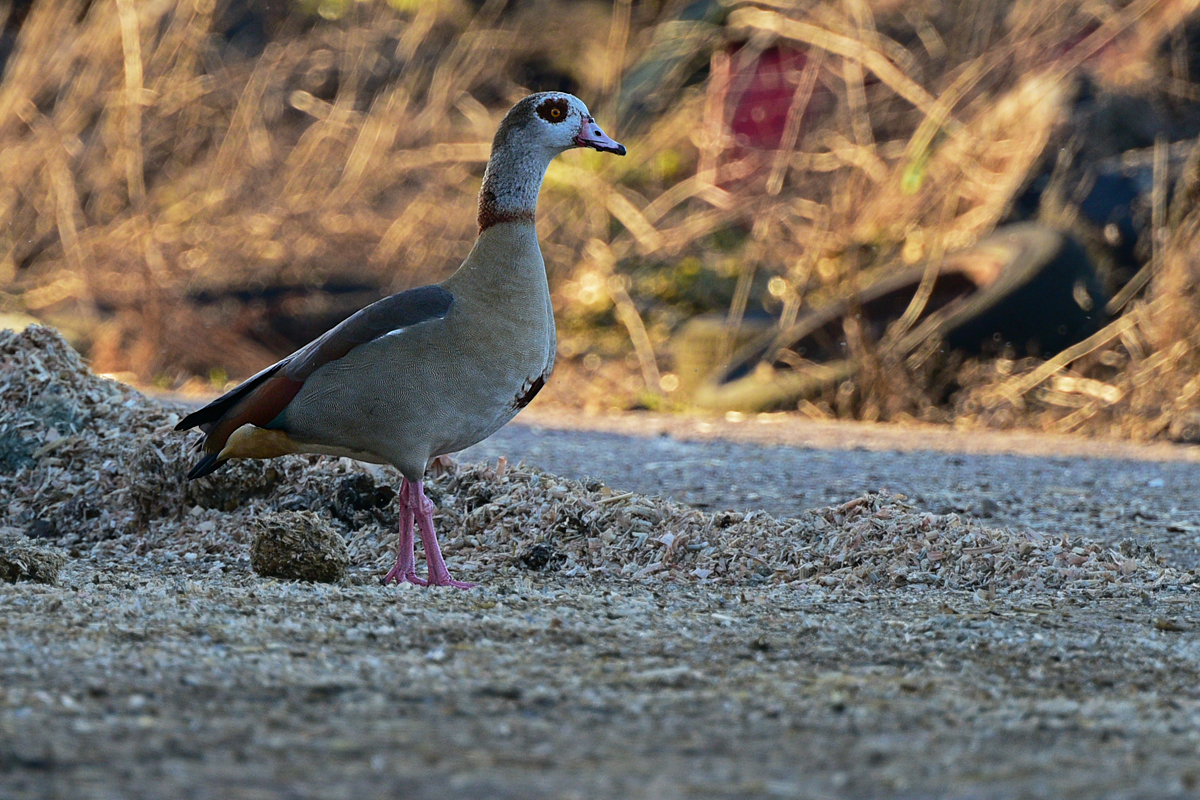 full