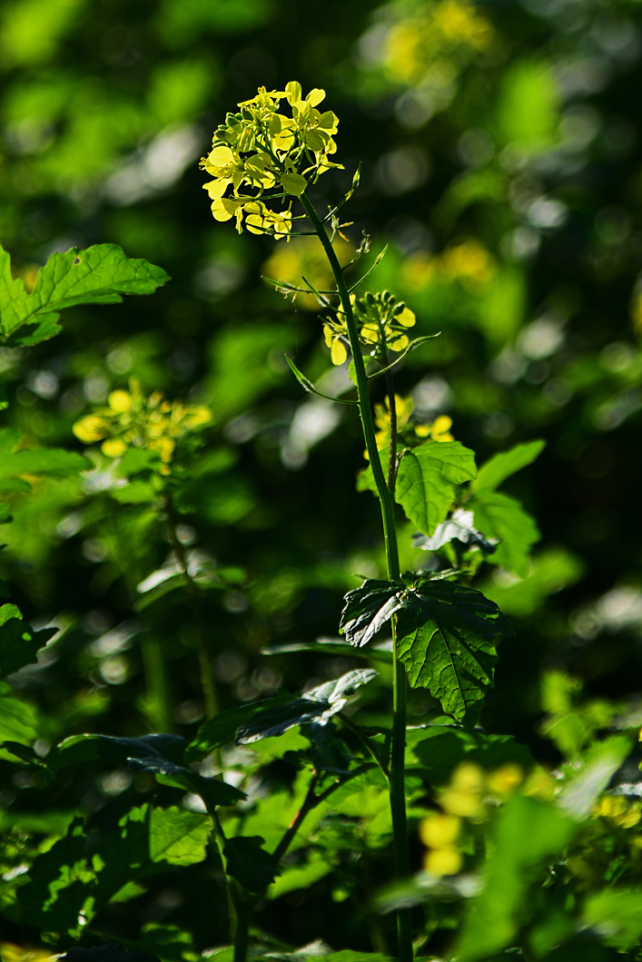 811_7940at5l10fks70p1.jpg