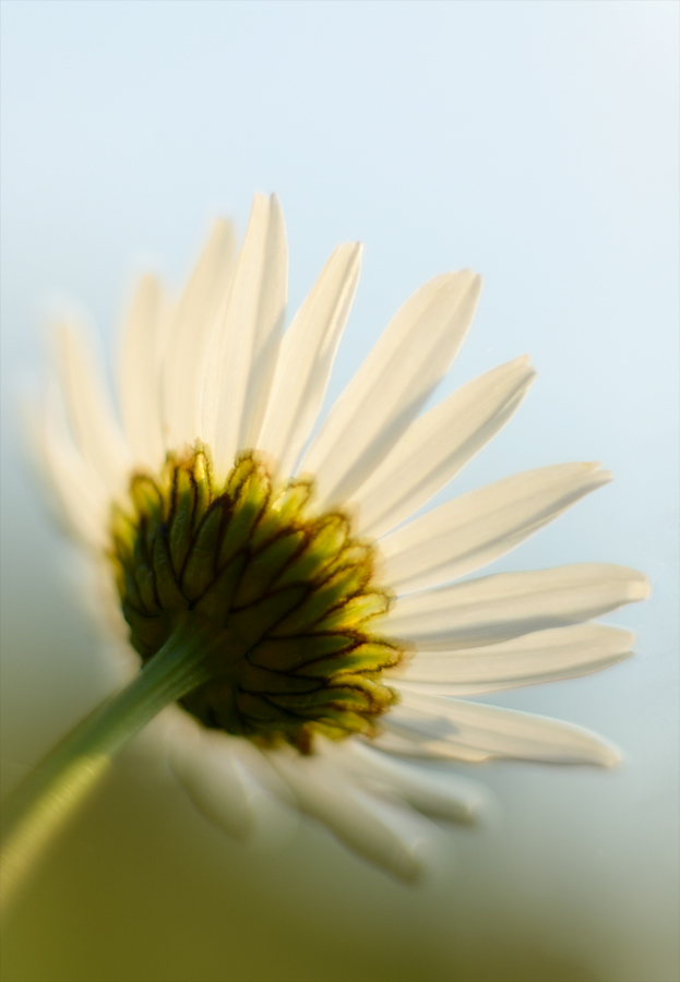 81900margeriteblumen
