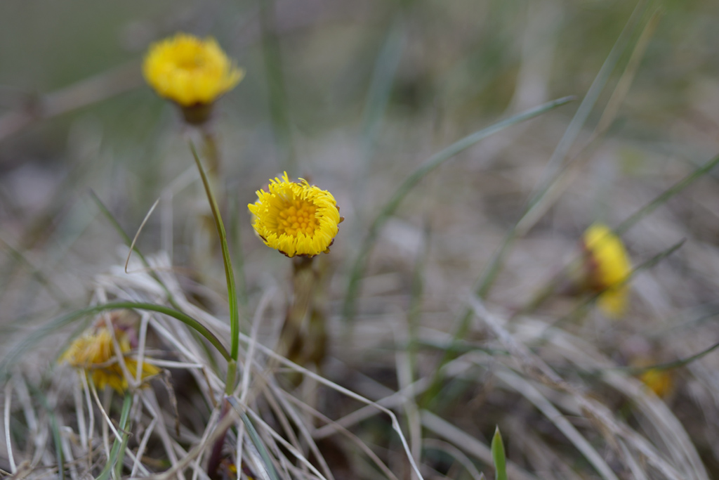 81frühling