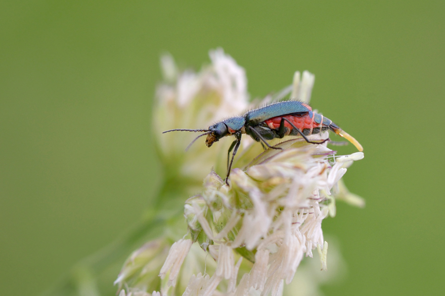 82900zweifleckigerzipfelkäfer