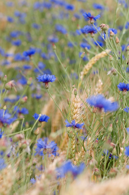 83800korn blumen