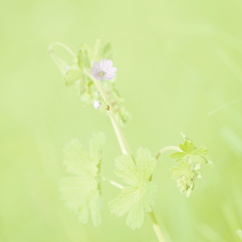 83800wiesenstorchschnabel