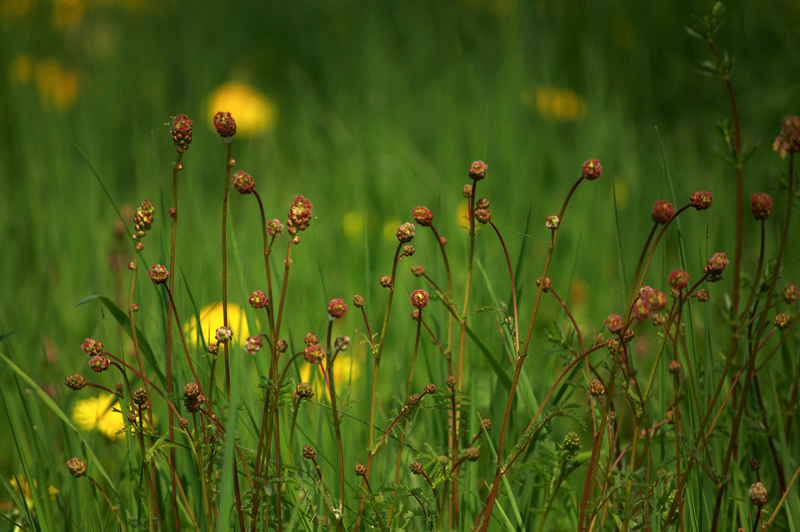 848800wiesenknopf