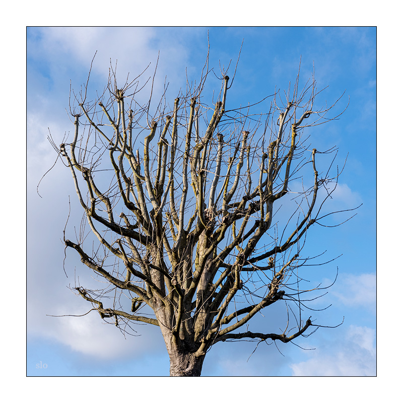 85/365 Foo Fighters – Learn To Fly © 2026 Sabine Lommatzsch