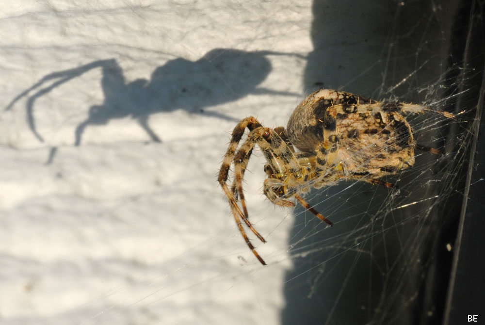 8513 - Spinne und ihr Schatten