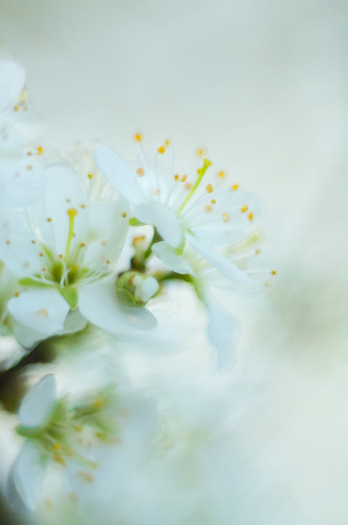 871024blüten