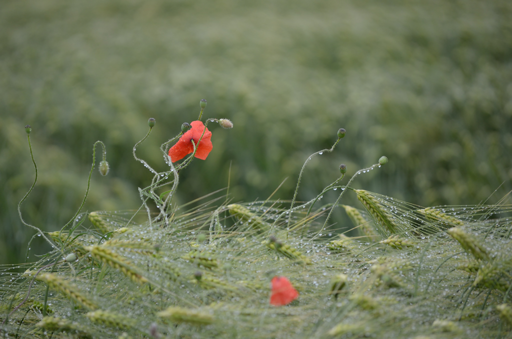 871024mohnblumen