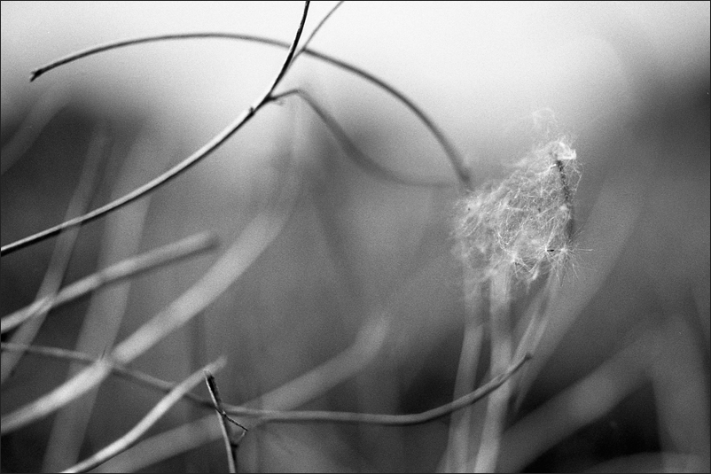 87800kodaktx400swr