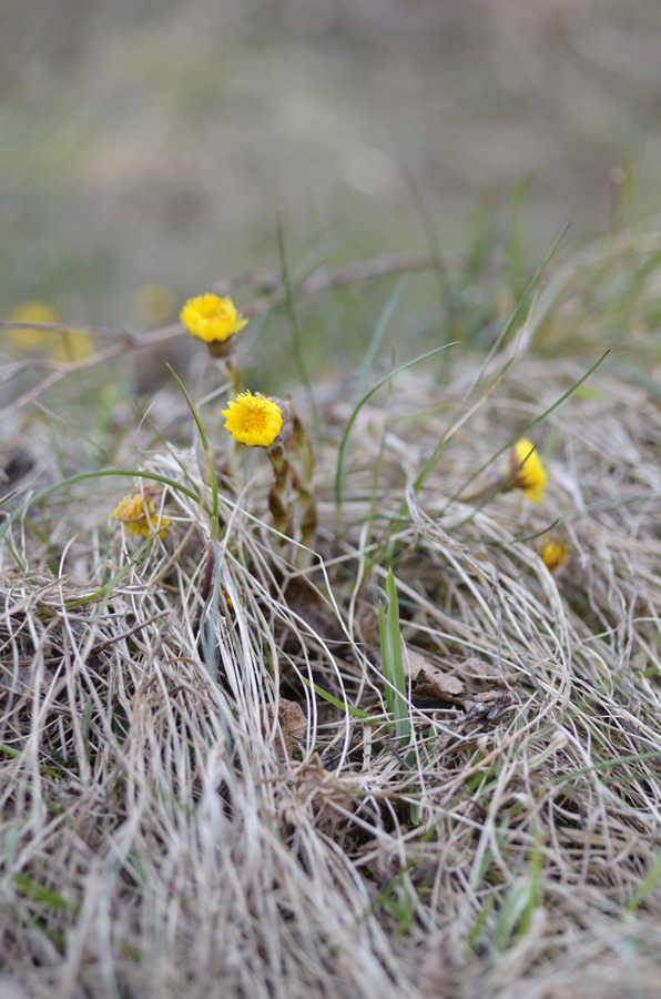 88frühling