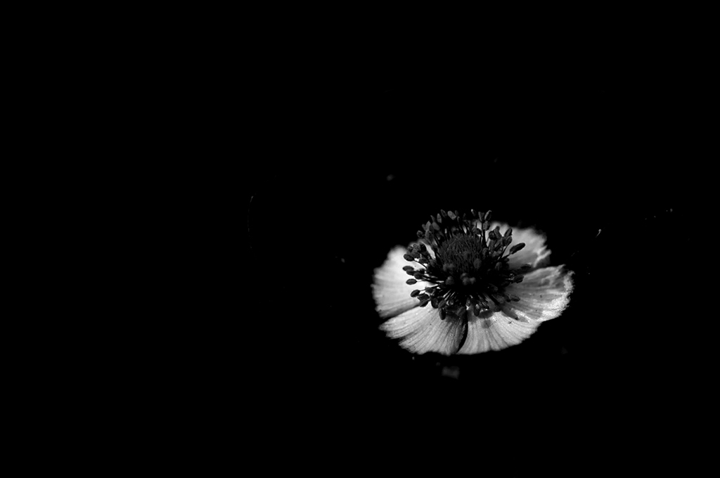 891024anemonerswblaufa