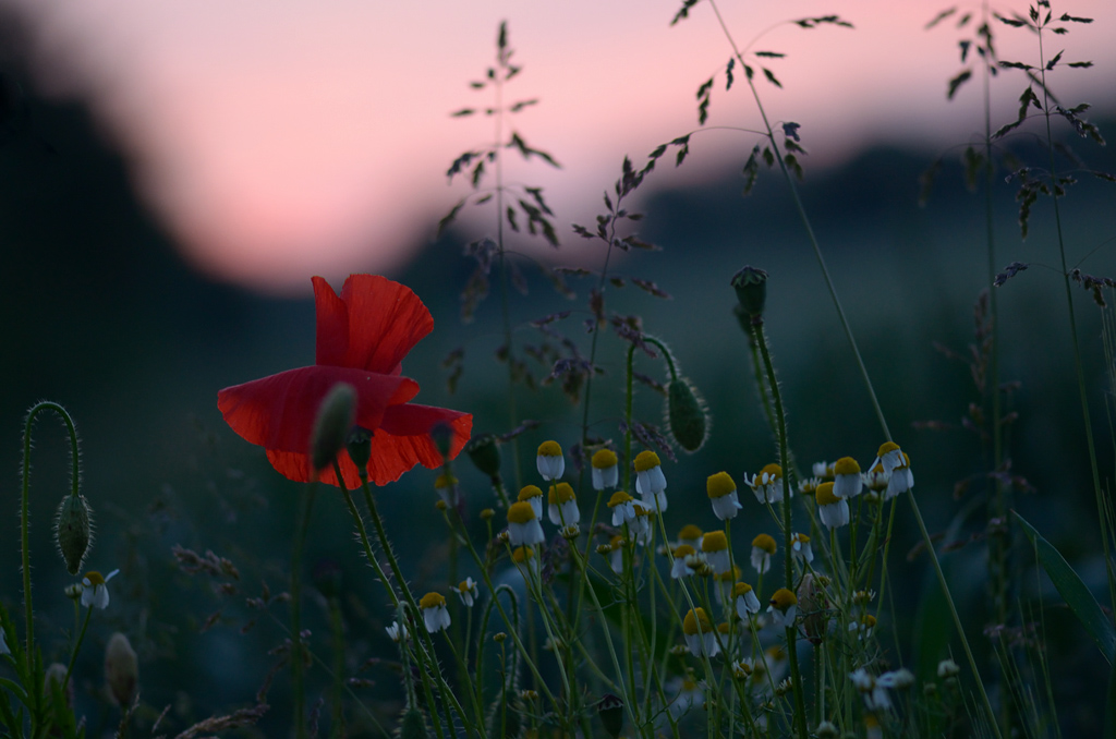 91024mohnmorgens