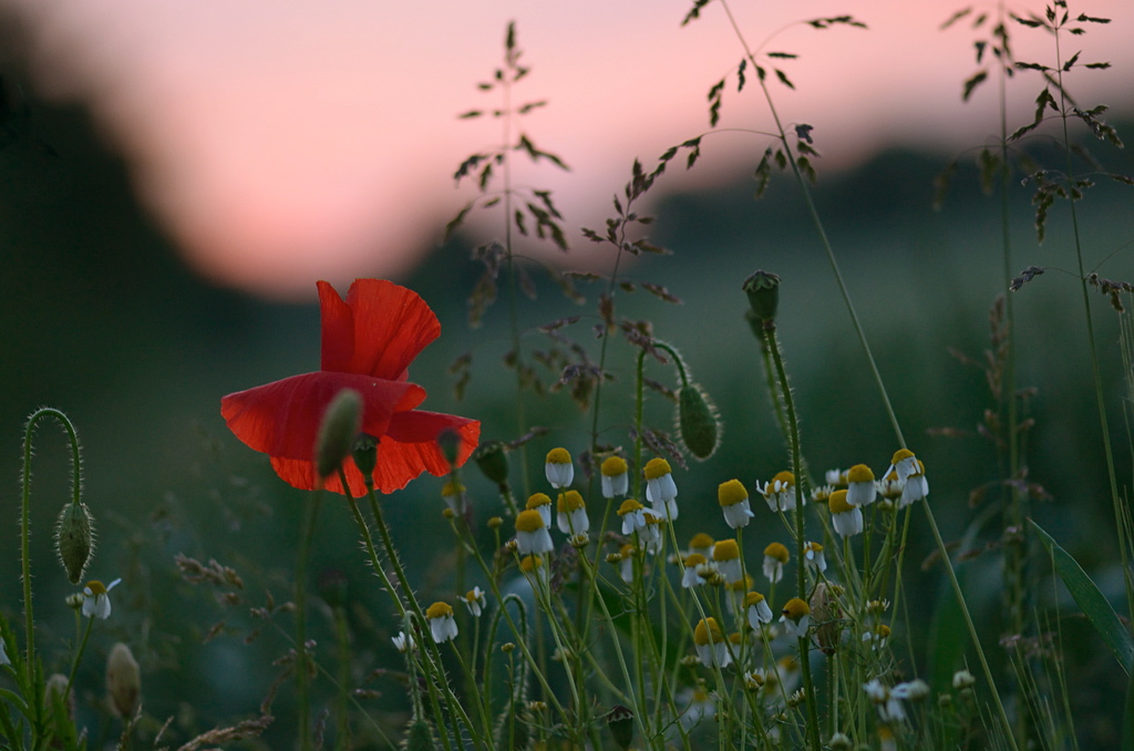91024mohnmorgens
