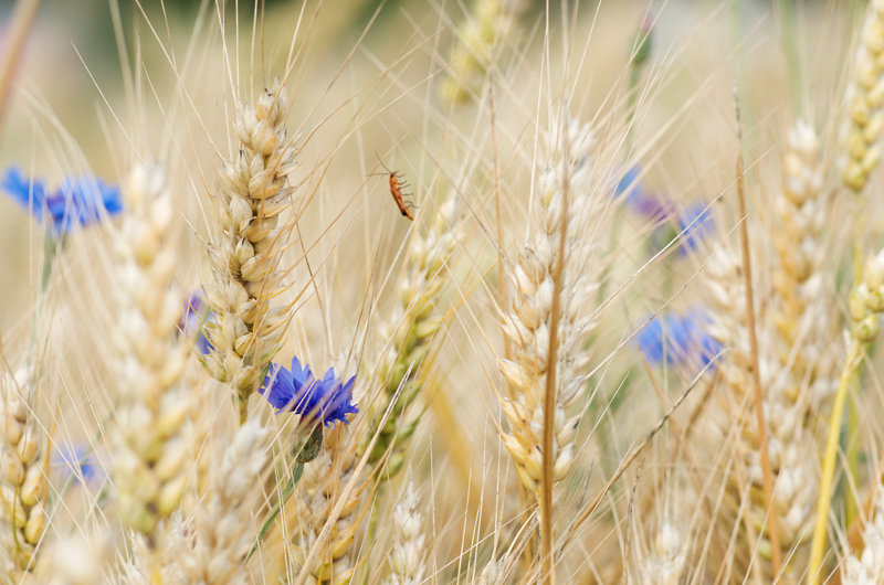 91800korn blumen