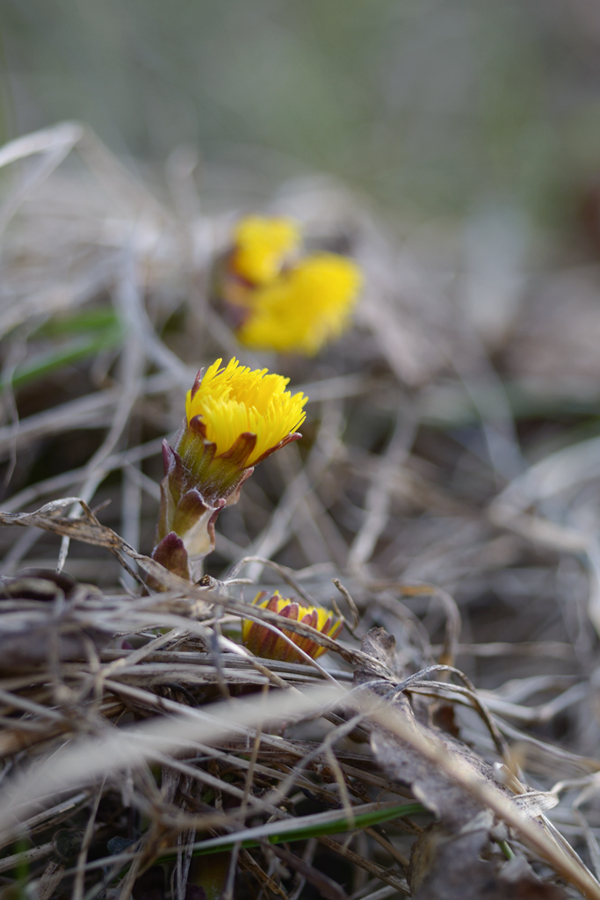 94frühling