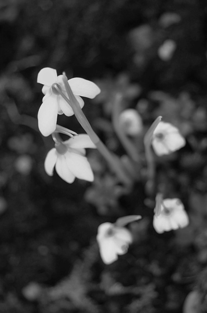 951024blumen