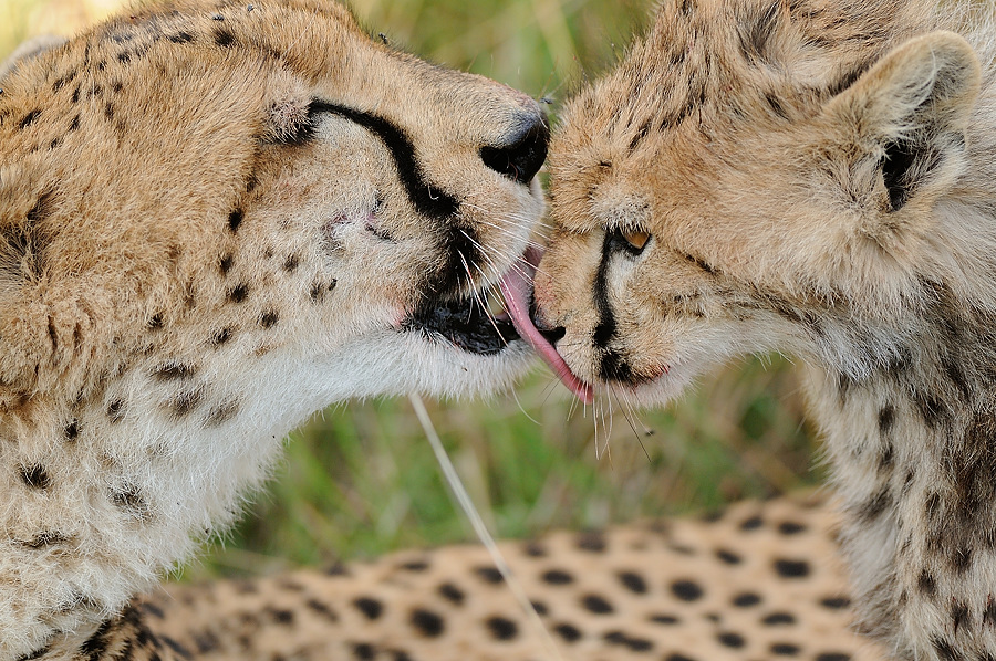 9MasaiMara6 DSC 6225