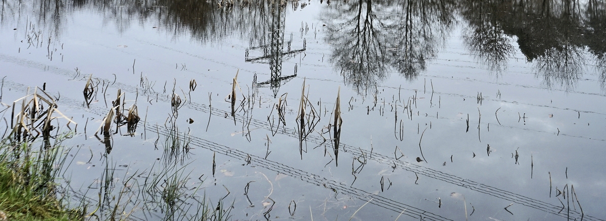 _ Notenblatt der Natur.jpg