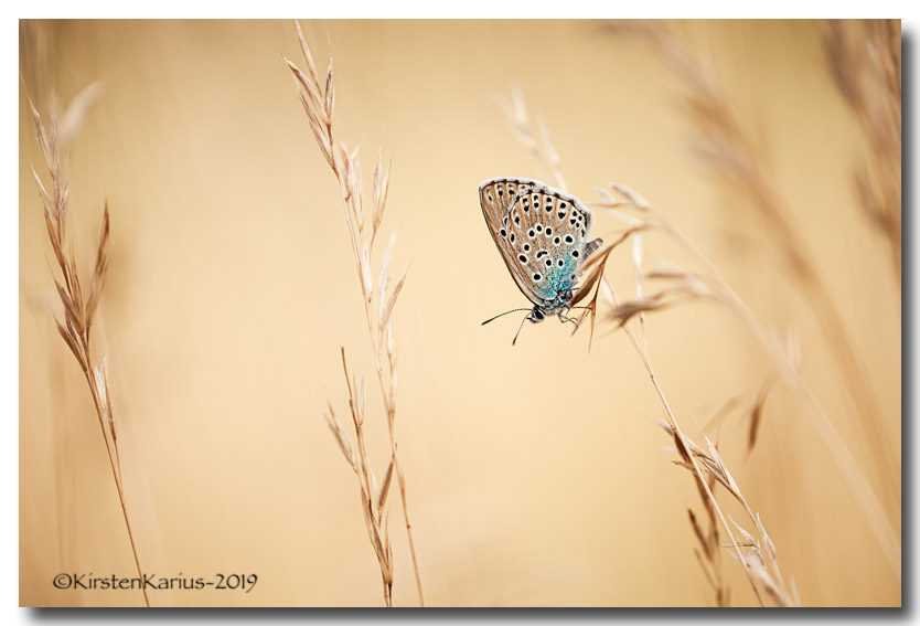 _03K8452-Rahmen.jpg