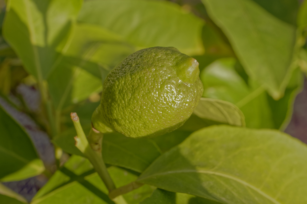 _1230193_DxOAxl.jpg
