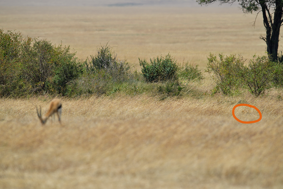 _5RG7038_20180726_113603_2744Masai Mara 2018_3593Masai Mara 2018-1200-2.jpg