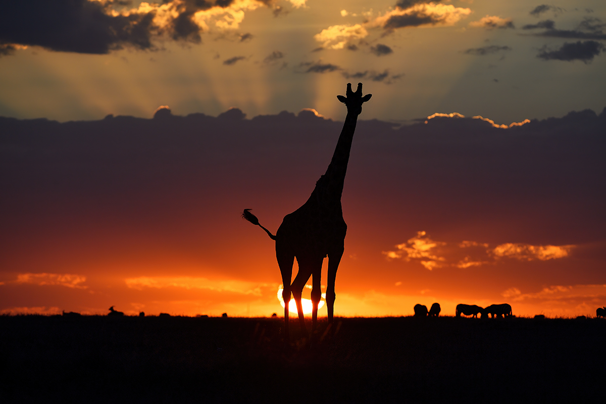 _5RG8808_20190214_185209Kenia2019_5RG8808.jpg