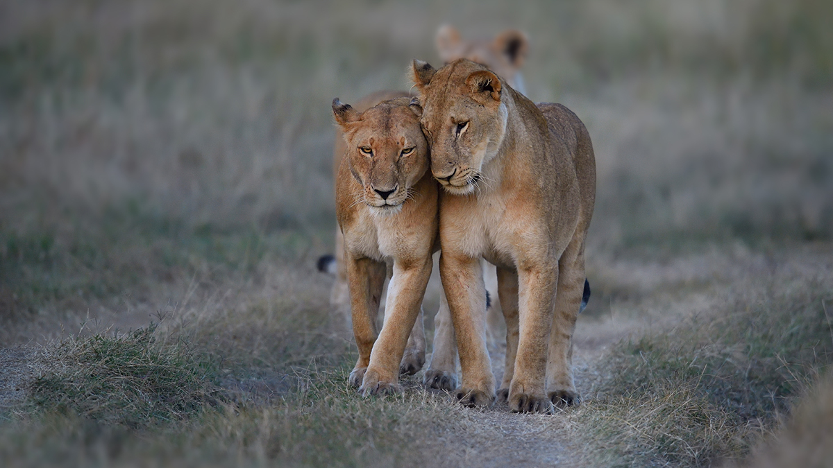 _5RG9442_20180719_065114_768Masai Mara 2018.jpg