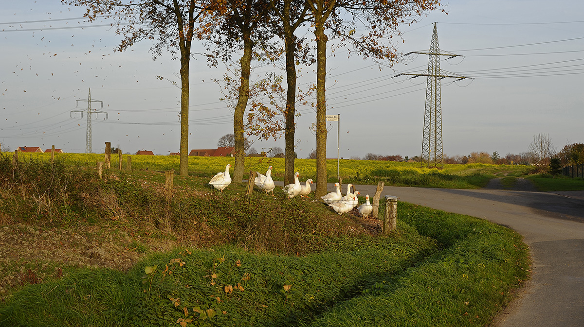 _7003925KPxl.jpg