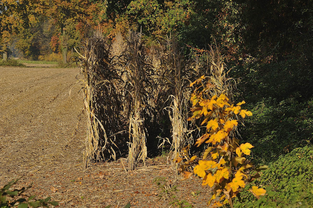 _7006229KPxl.jpg