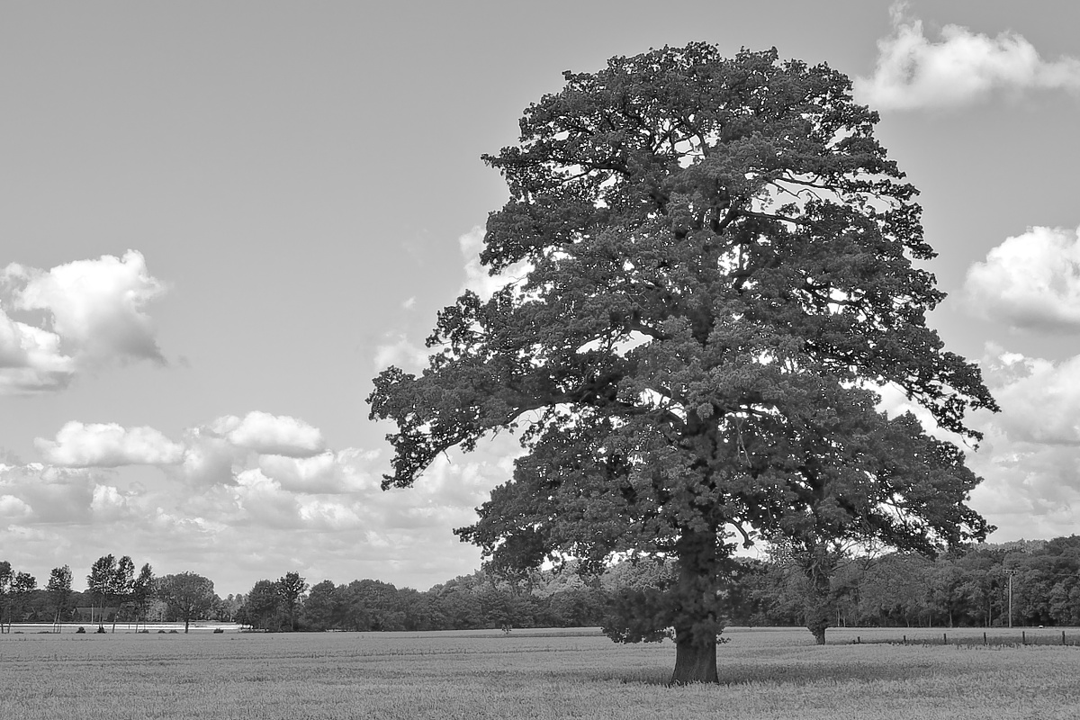 _7030106_DxOAASWxl_1.jpg