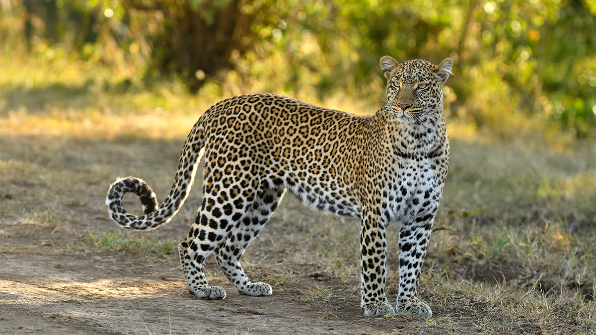 _85R7558_20190215_080440Kenia2019_85R7558.jpg