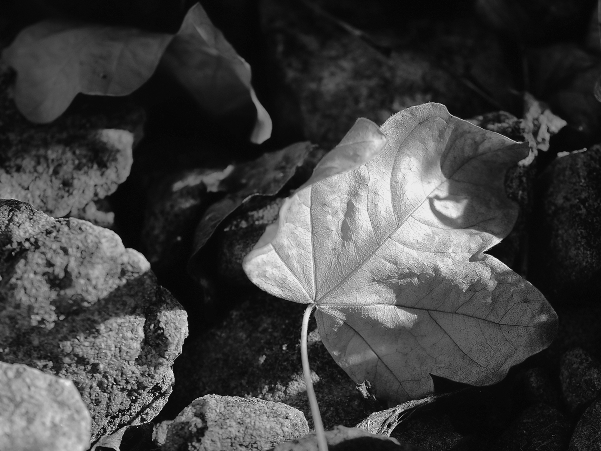 _A091358KAxlSW.jpg
