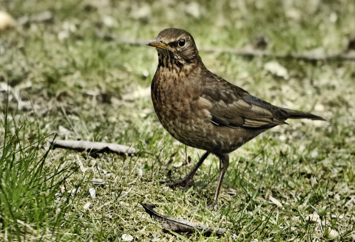 _Amsel.jpg