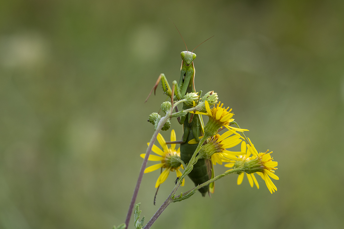 _D507848.jpg