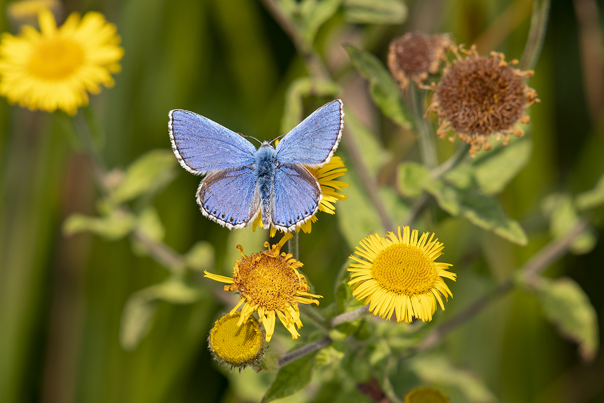 _D507931.jpg