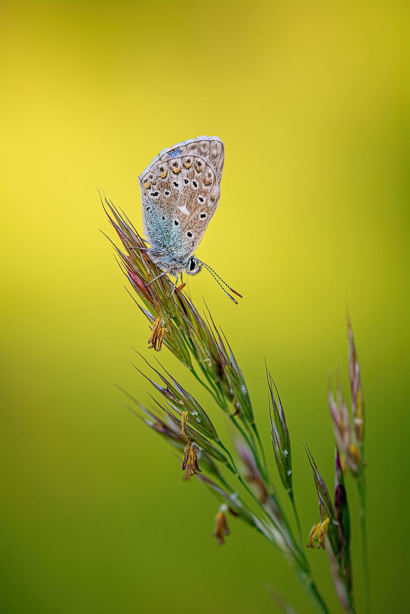 full