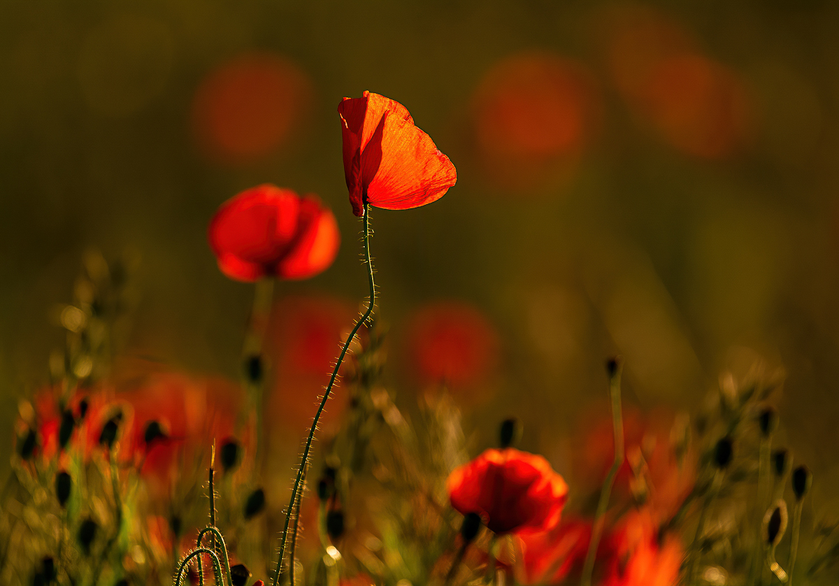 _D716089-DeNoiseAI-clear.jpg
