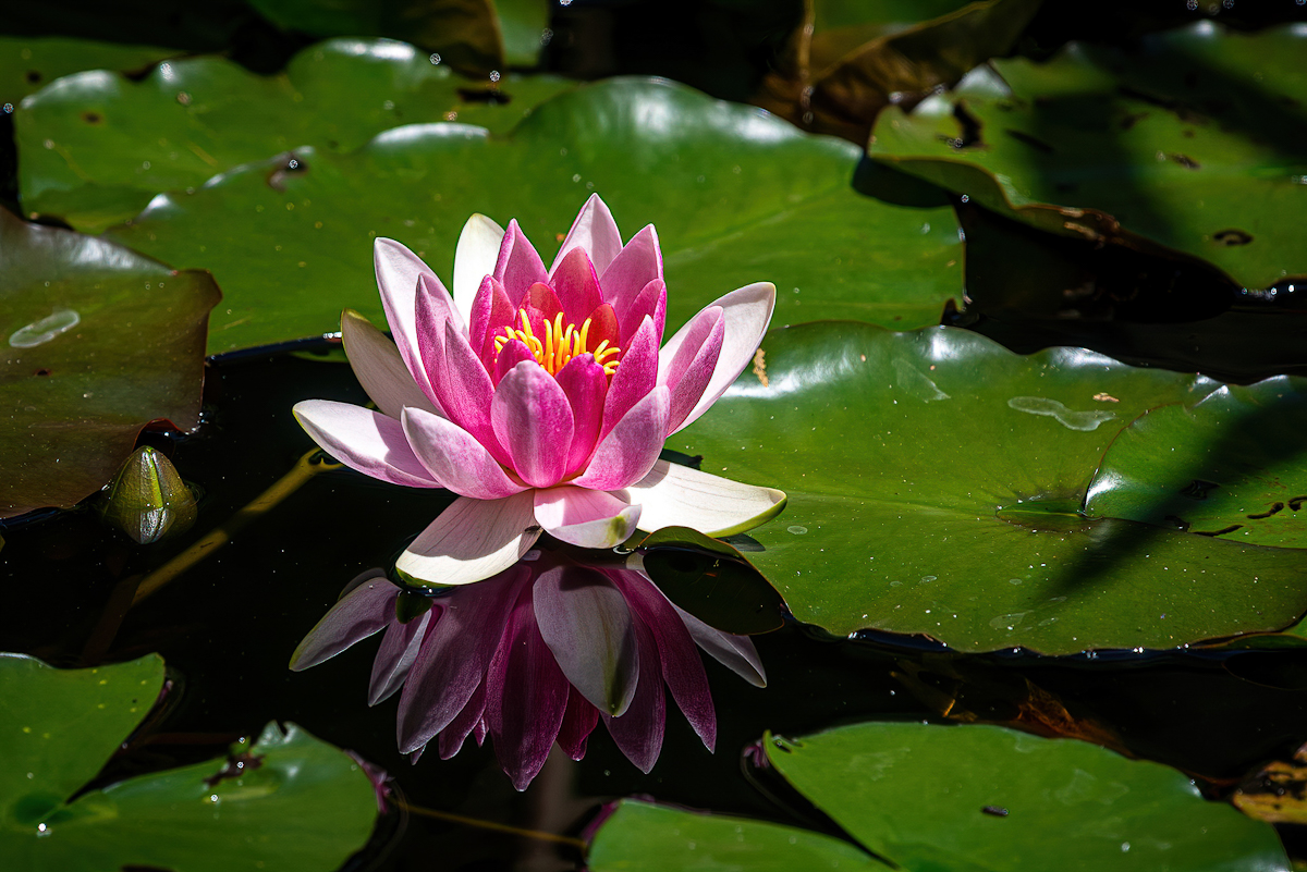 _D716265-DeNoiseAI-clear.jpg