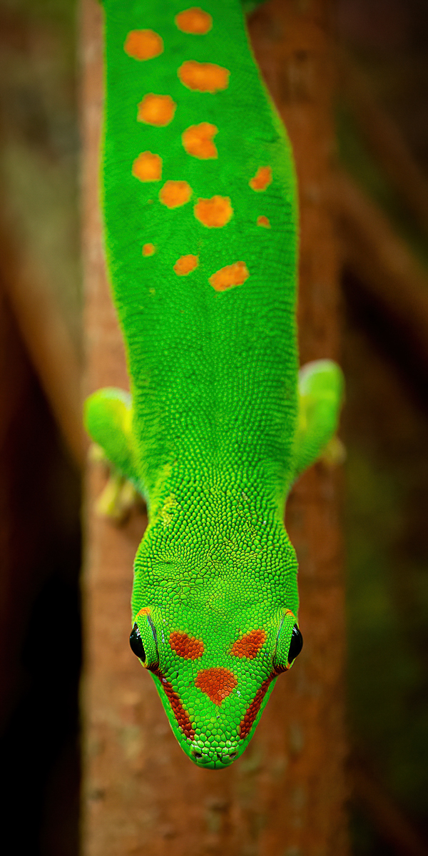 _D716379-DeNoiseAI-clear.jpg