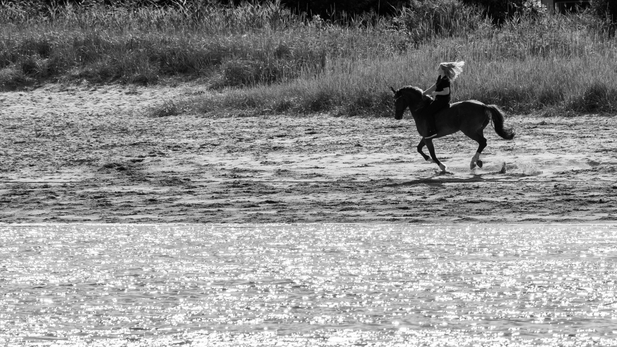 _D717330bw.JPG