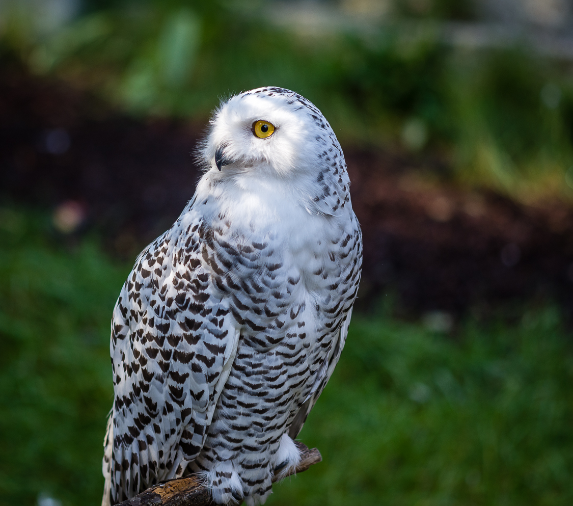 _D724529.jpg