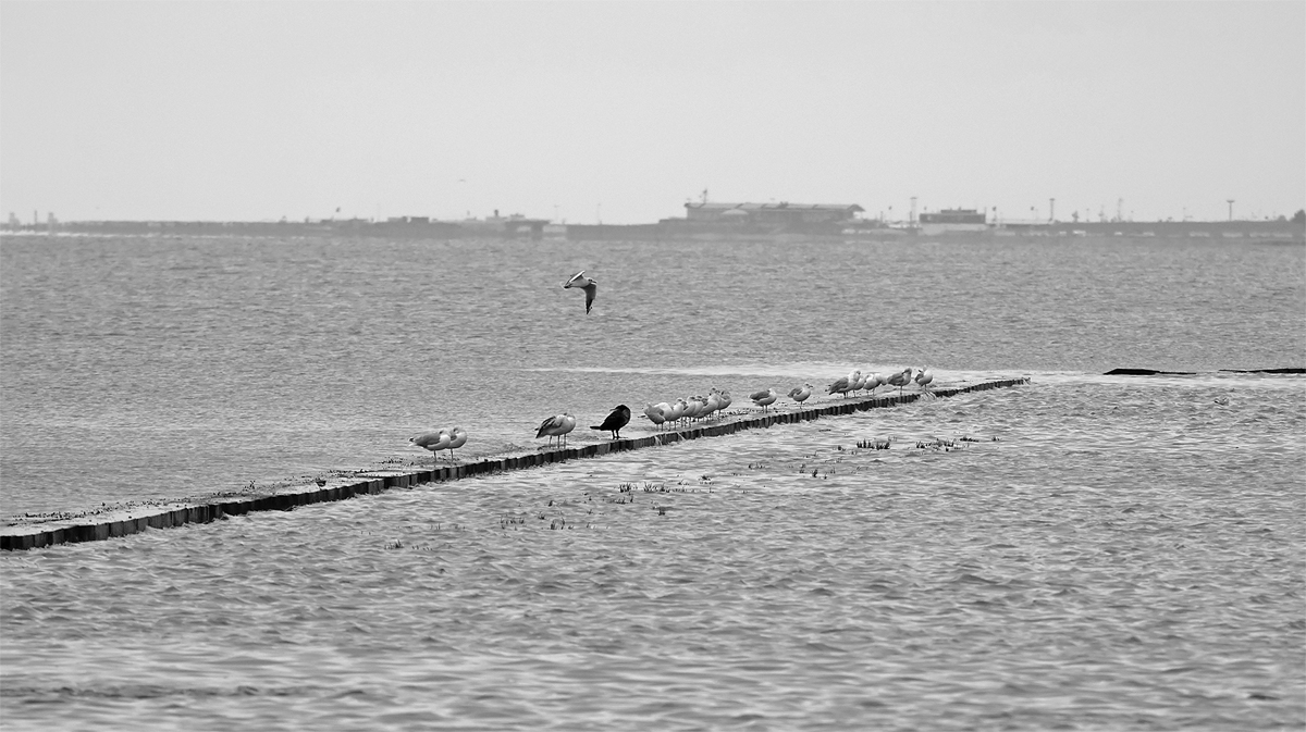 _DSC0052Pxl.jpg