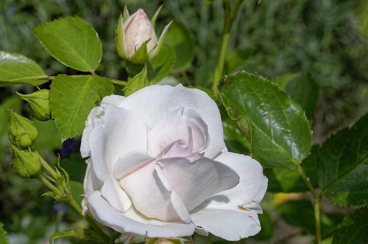 _DSC0087_DxOAxl.jpg