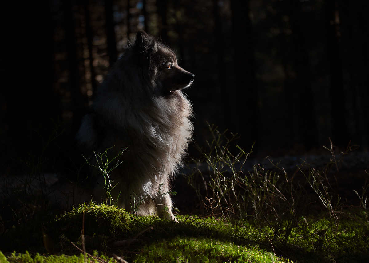 _DSC0400-Bearbeitet-1.jpg