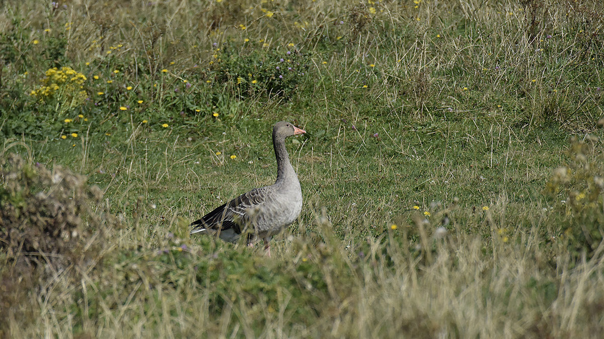 _DSC0457PAxl.jpg