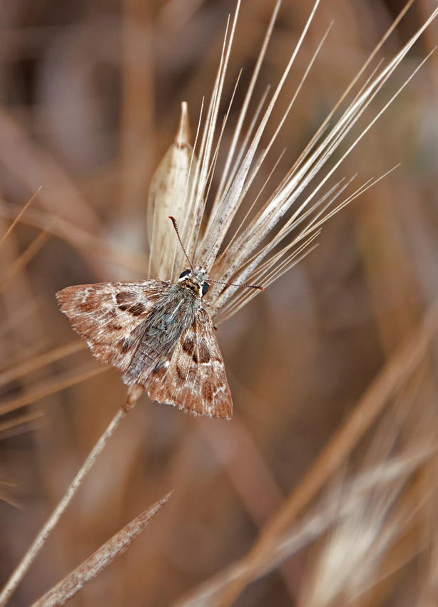 _DSC0483_unbek_Falter_Kreta_IA_6_2022.jpg