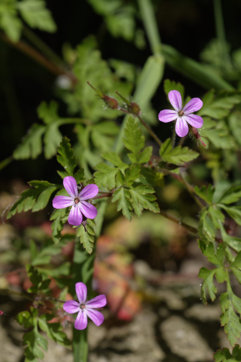 _DSC0488_DxOAxl.jpg