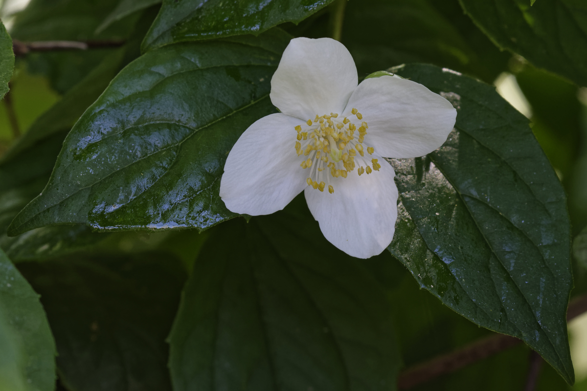 _DSC0522_DxOAxl.jpg